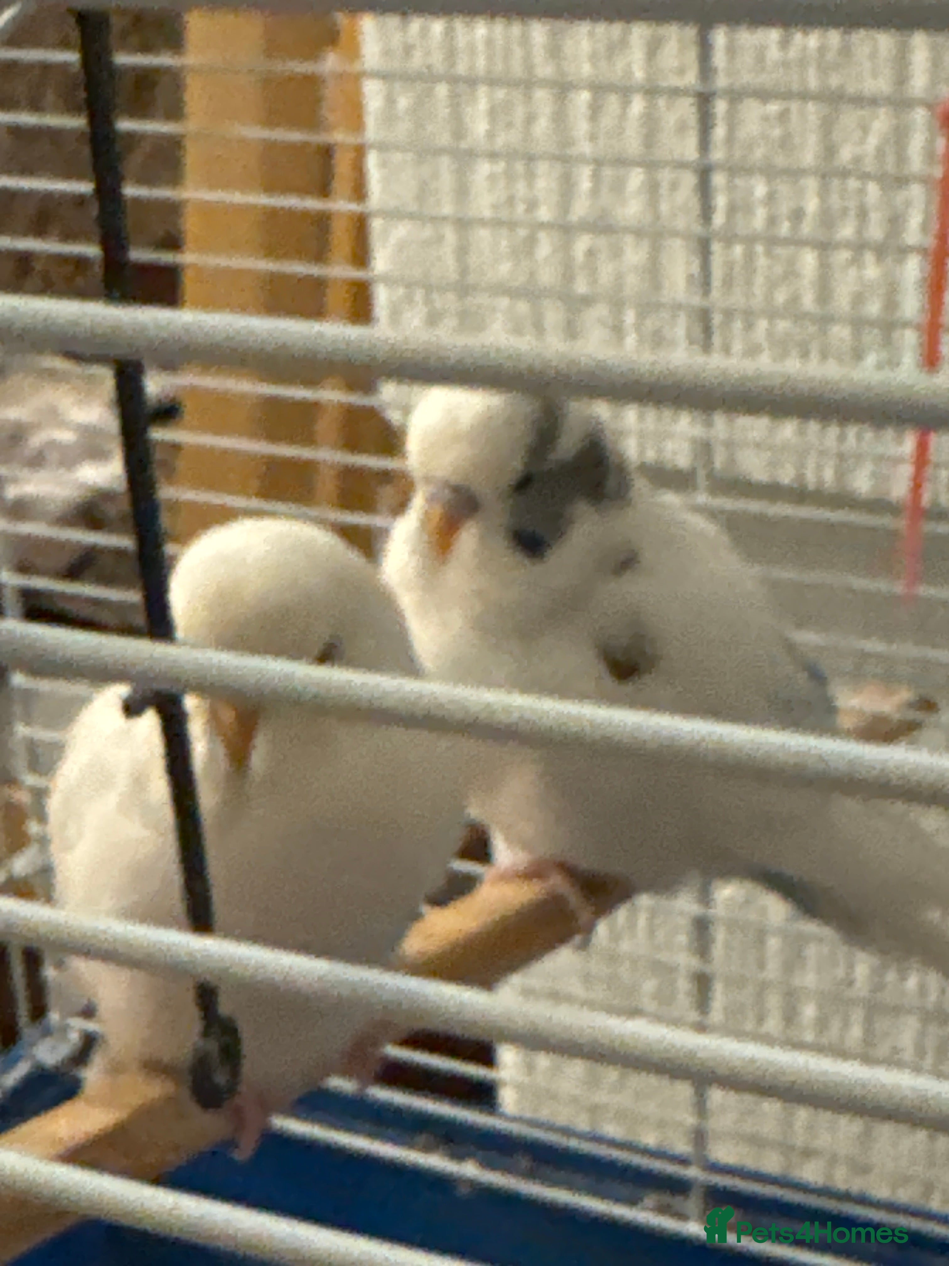 Budgerigars birds Budgies - Advert 1