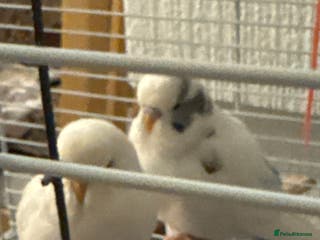 Budgerigars birds Budgies - Advert 1