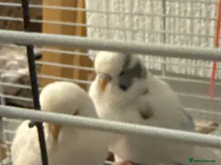 Budgerigars birds Budgies - Advert 14