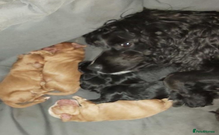 Cocker Spaniel dogs - Advert 1