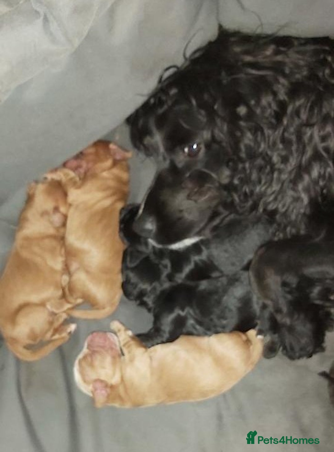 Cocker Spaniel dogs for sale: Cocker Spaniel Puppies for Sale - Image 1