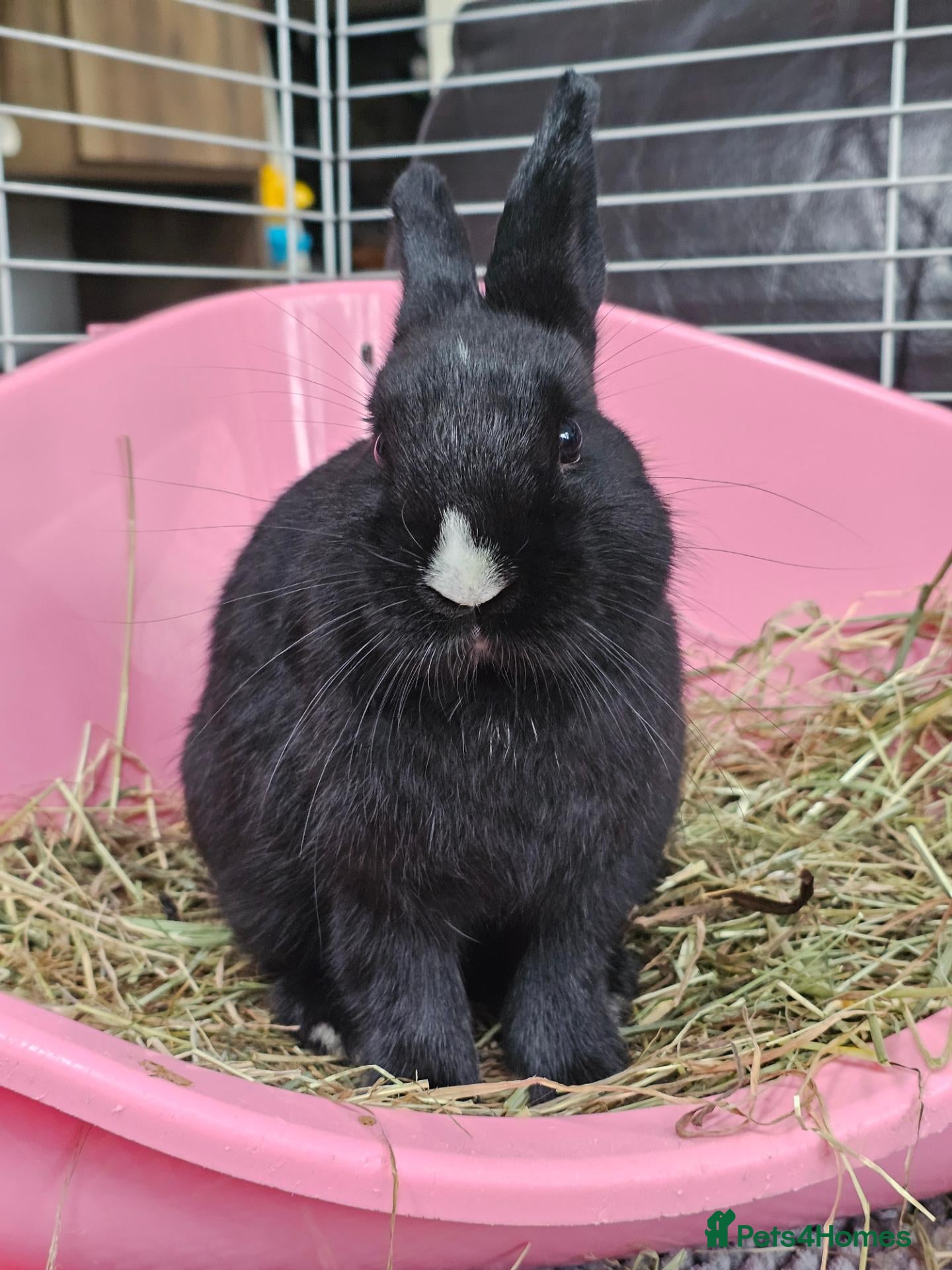Netherland Dwarf rabbits for sale: *AVAILABLE* Purebred Netherland Dwarf Doe - Advert 1