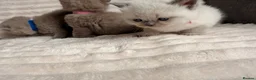 British Shorthair cats for sale: Beautiful Purebred British Shorthair Kittens - Advert 14