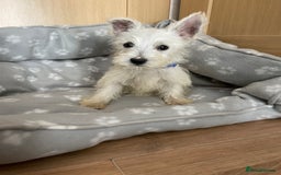 West Highland Terrier dogs for sale: Beautiful west highland terriers puppys - Image 12