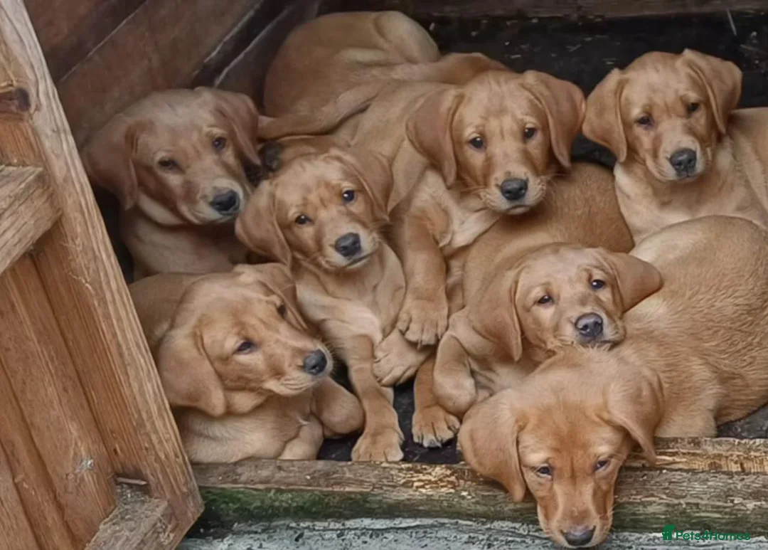 Labrador Retriever dogs for sale: Labrador Pups in Tarbert - Advert 4