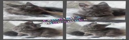 Maine Coon cats for sale: 🌟 Ready now 🌟 Russian Bloodline Maine Coons  - Advert 6