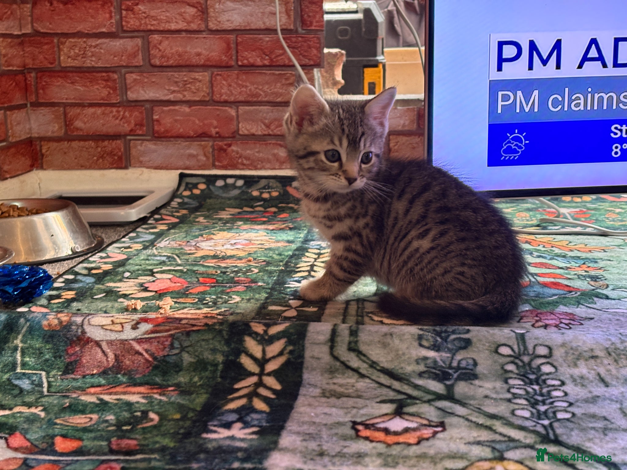 Bengal cats 1 Bengal Cross Kitten - Grey male  - Advert 2