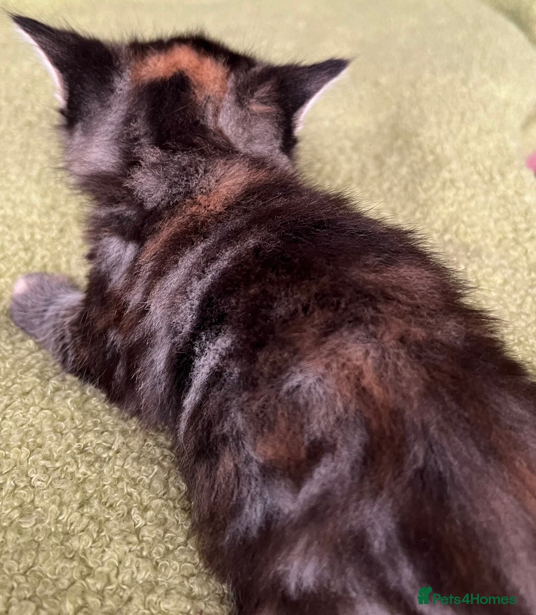 Mixed Breed cats for sale: 4  GORGEOUS TABBY/TORTOISHELL GIRLS.   - Image 22
