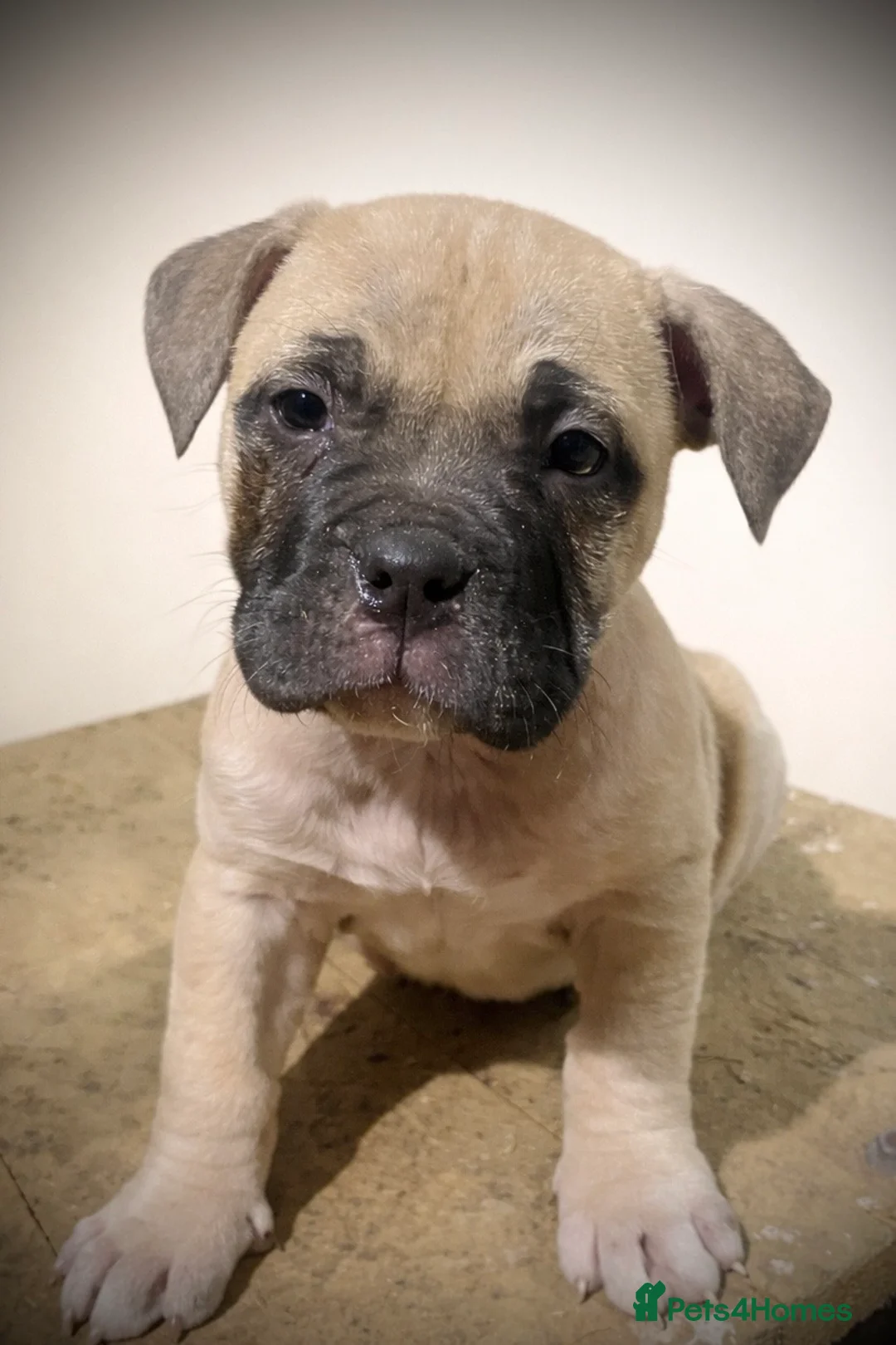 American Bully dogs for sale: ⭐️ 3/4 stunning Pocket bullys mix of colours ⭐️ - Advert 6