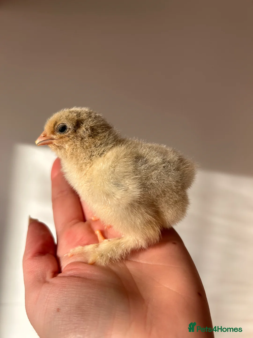 Chickens poultry for sale: Isabella Brahma chicks - Advert 5