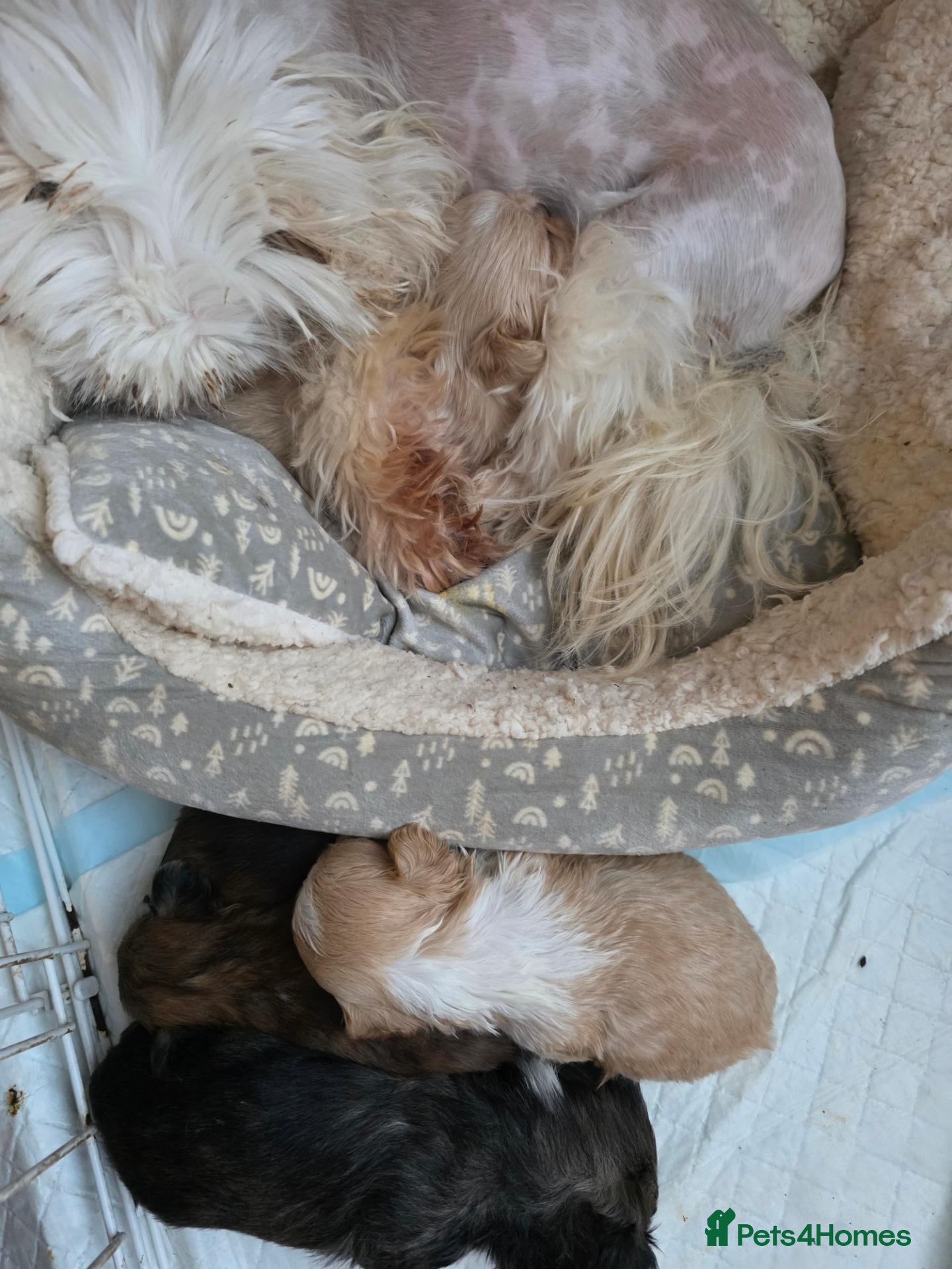 Shih Tzu dogs for sale: Stunning Imperial Shih tzu puppies KC - Advert 2