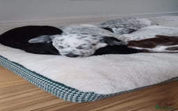 Mixed Breed dogs for sale: Rare Dalmadoodles - Image 25