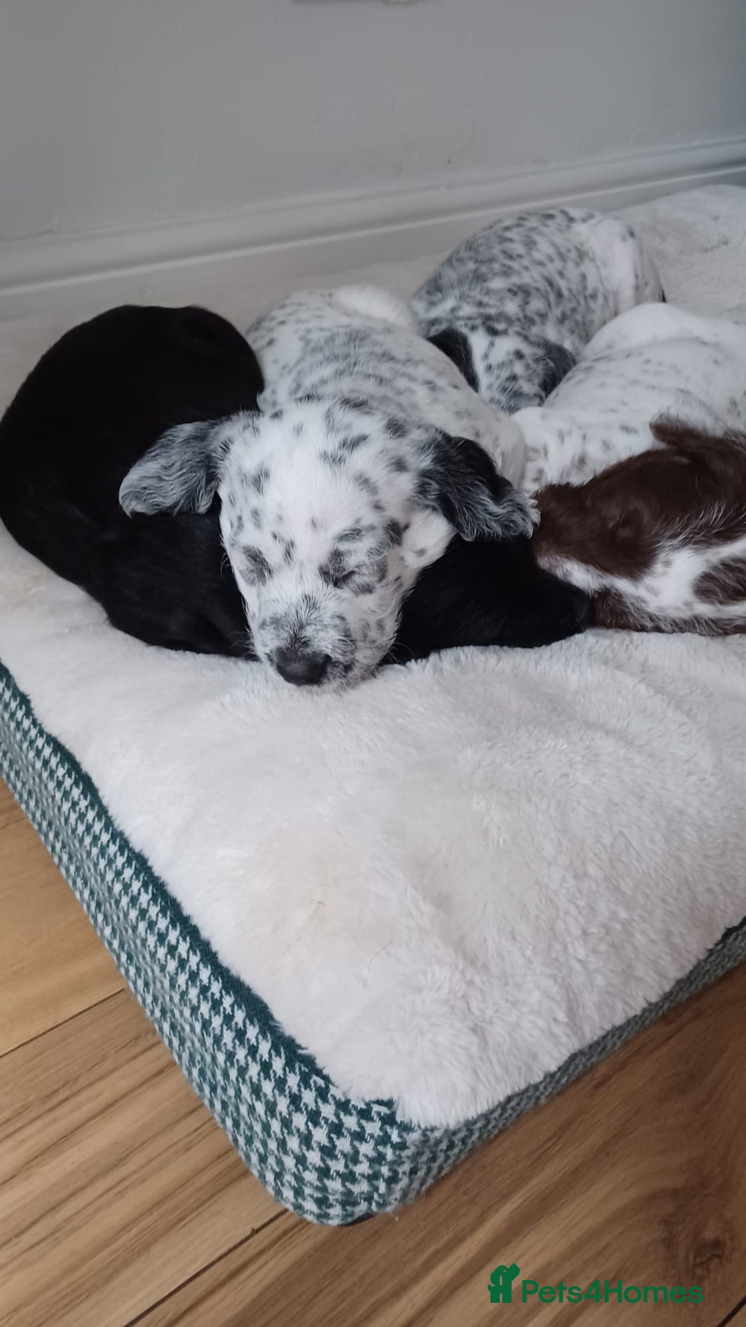 Mixed Breed dogs for sale: Rare Dalmadoodles - Image 25