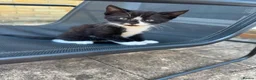 Domestic Shorthair cats for sale: Tuxedo female kittens in Chelmsford - Advert 8