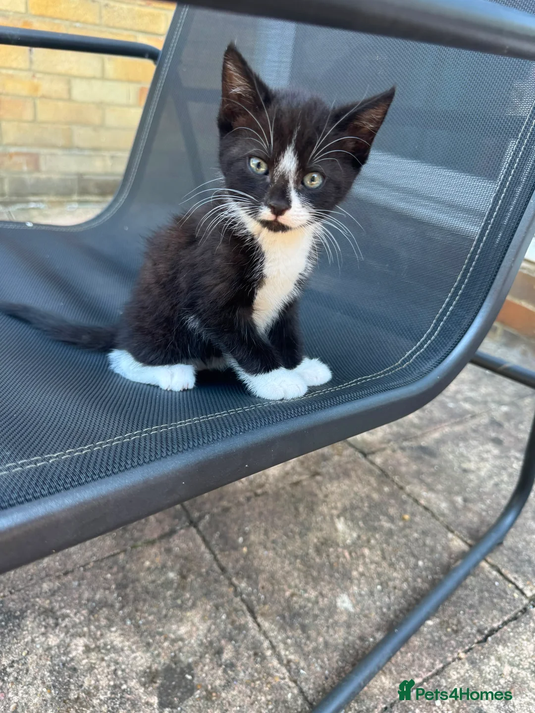 Domestic Shorthair cats for sale: Tuxedo female kittens in Chelmsford - Advert 8