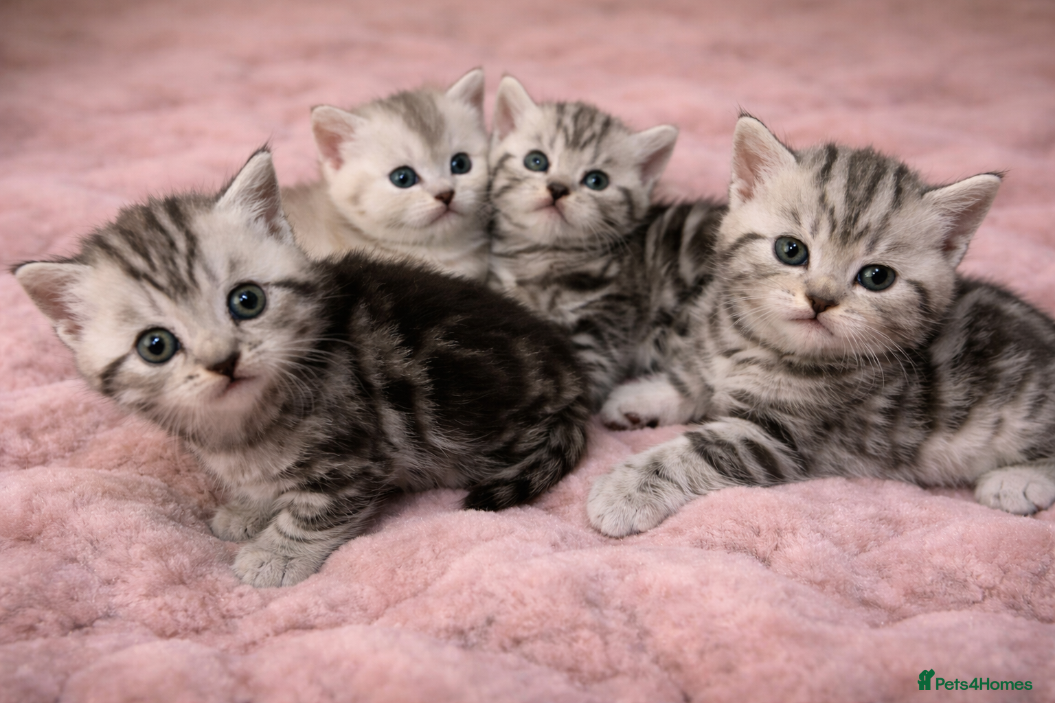 British Shorthair cats BSH silver tabby and chinchilla GCCF  - Advert 1