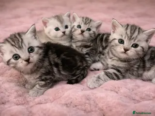 British Shorthair cats BSH silver tabby and chinchilla GCCF - Advert 1