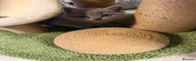     British Shorthair Blue Girl