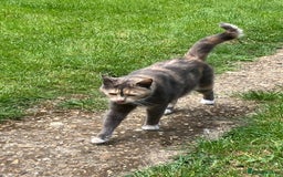 Mixed Breed cats for sale: 2 beautiful girl kittens - Image 10