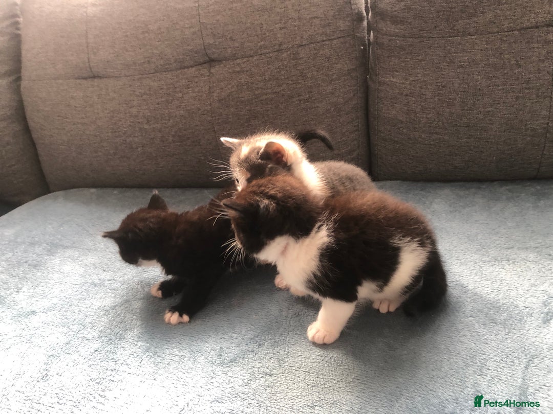 Mixed Breed cats for sale: 5 kittens for sale - Advert 12