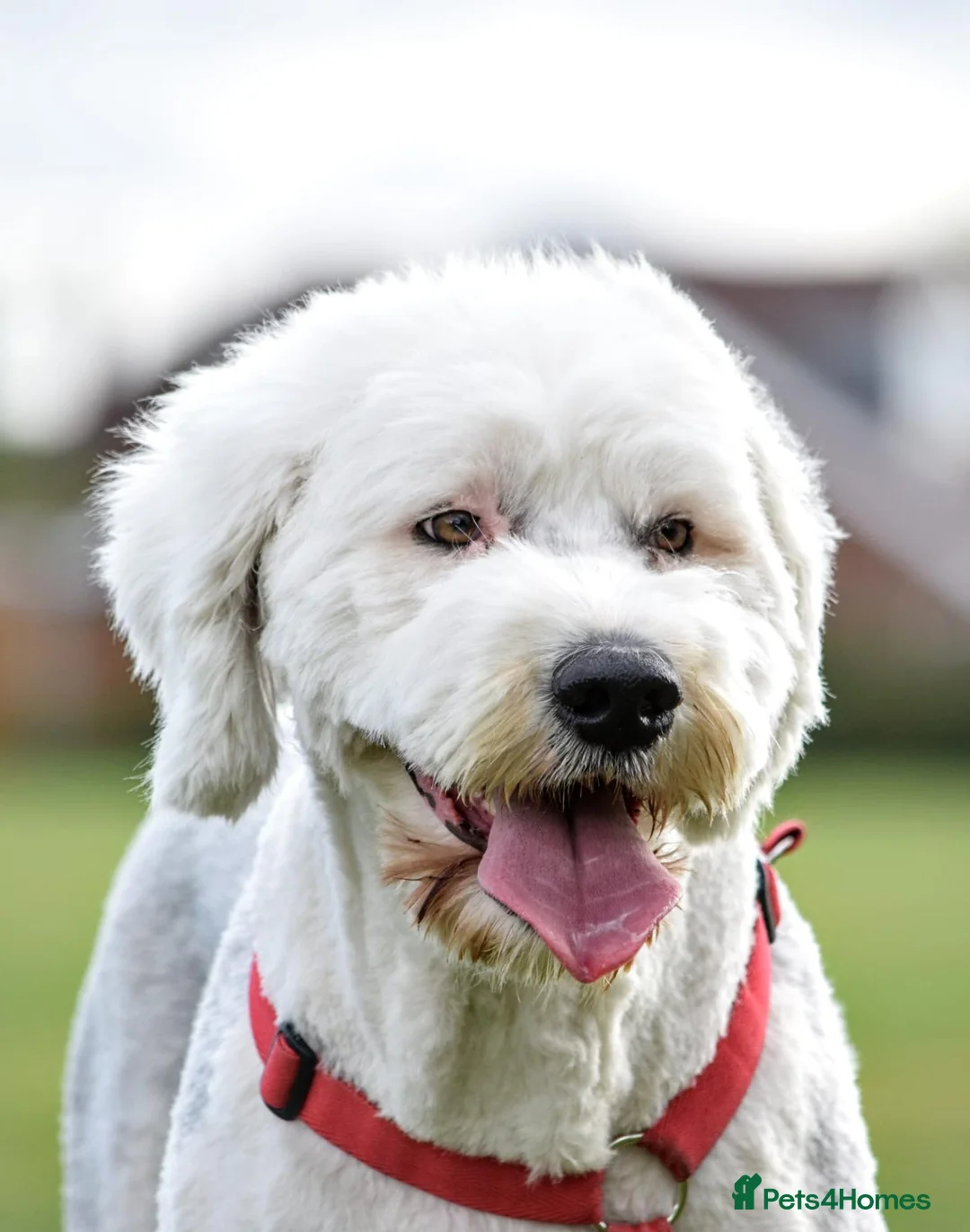 Old English Sheepdog dogs for sale: Old English Sheepdog Rehomed in Leicester - Advert 2