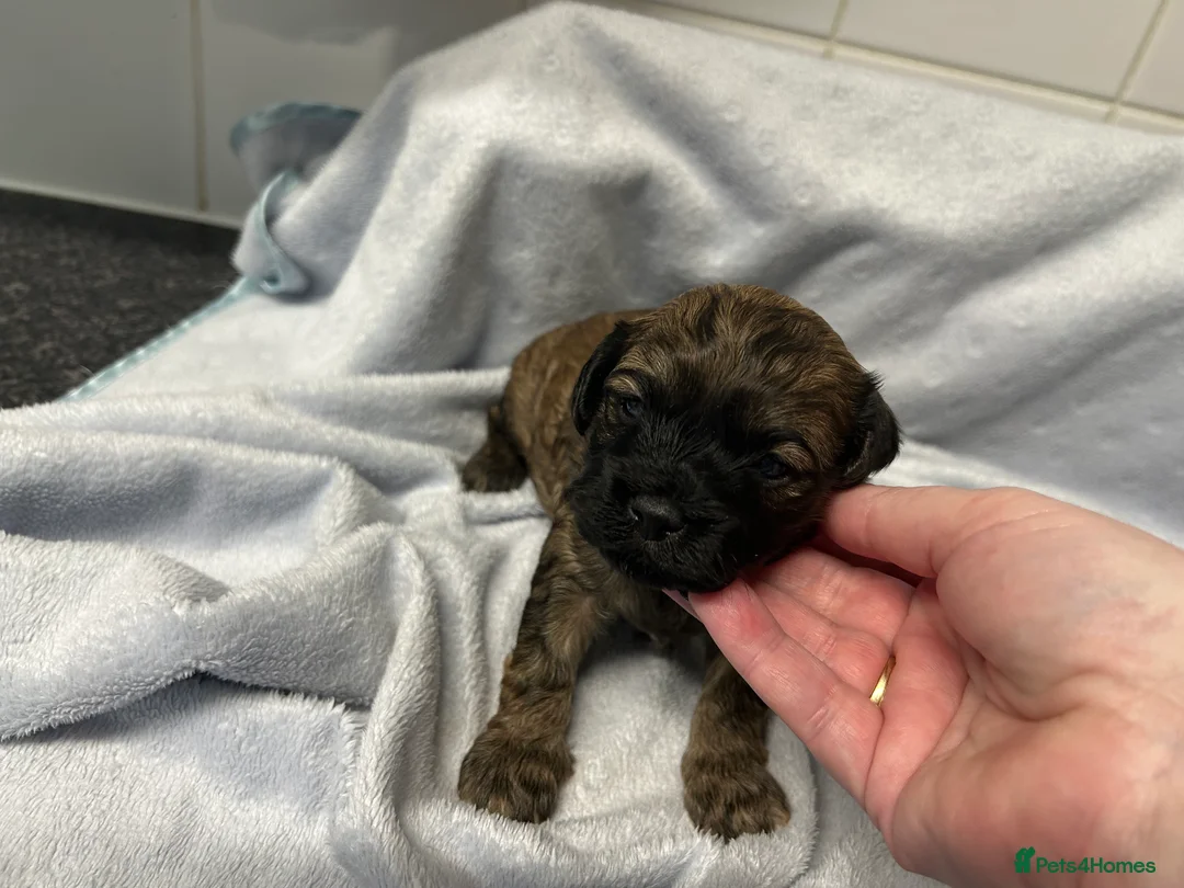 Shihpoo dogs for sale: Shihpoo pups - Advert 3