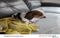 Basset Hound dogs for sale: Bassett Hound Puppies for Sale - Image 20