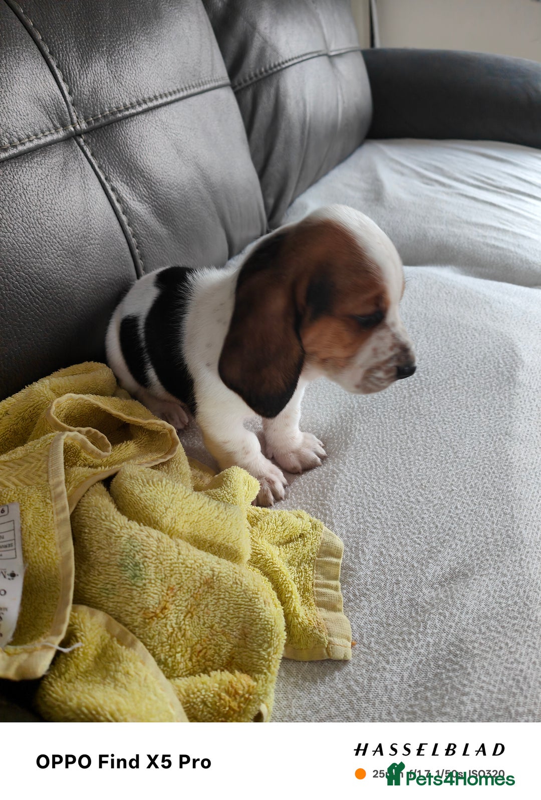 Basset Hound dogs for sale: Bassett Hound Puppies for Sale - Image 20