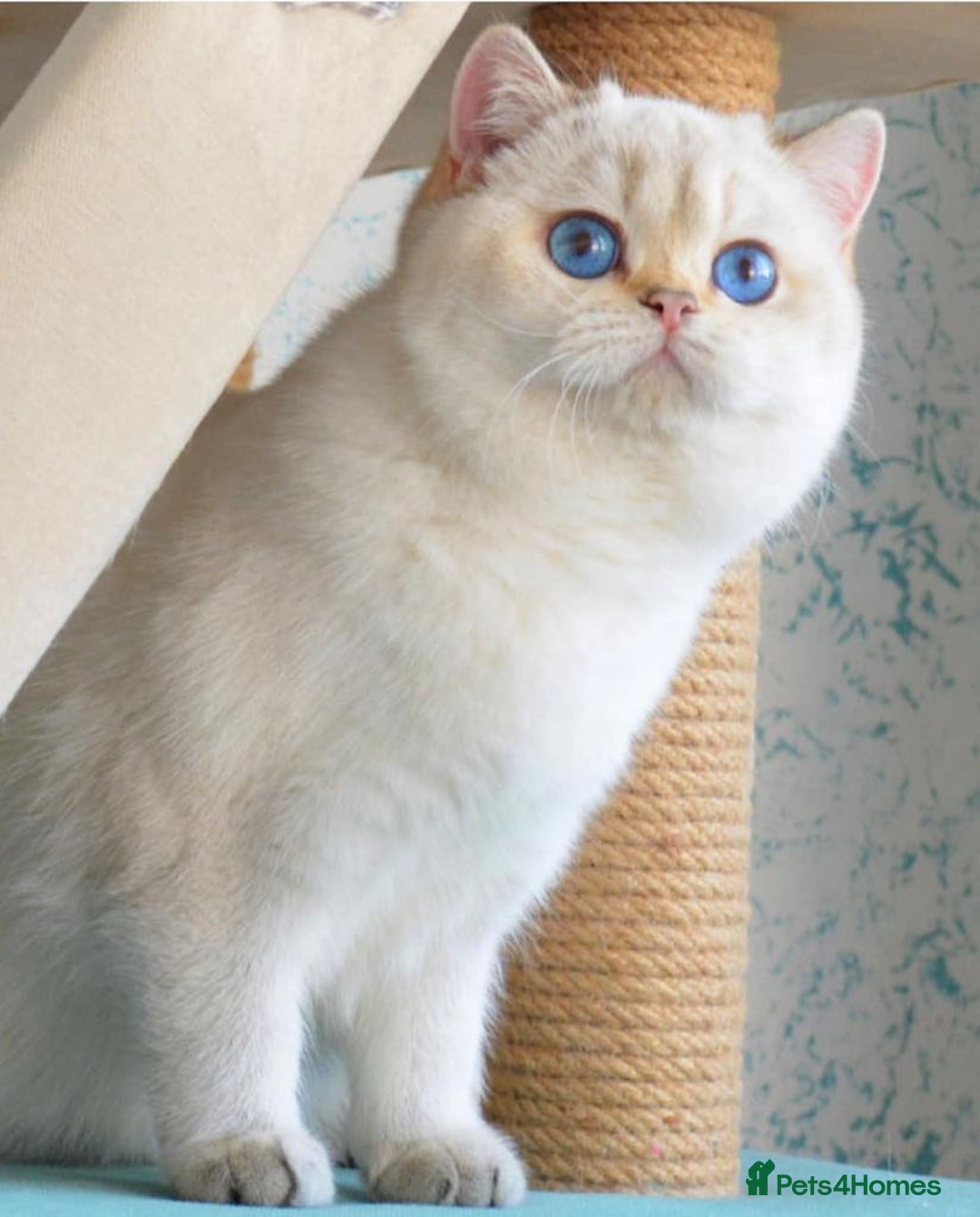 British Shorthair cats for sale: ⭐️Golden colorpoint boy⭐️ - Advert 3