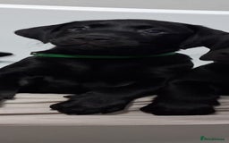 Labrador Retriever dogs for sale: Excellent KC Registered working Black Lab pups  - Image 23