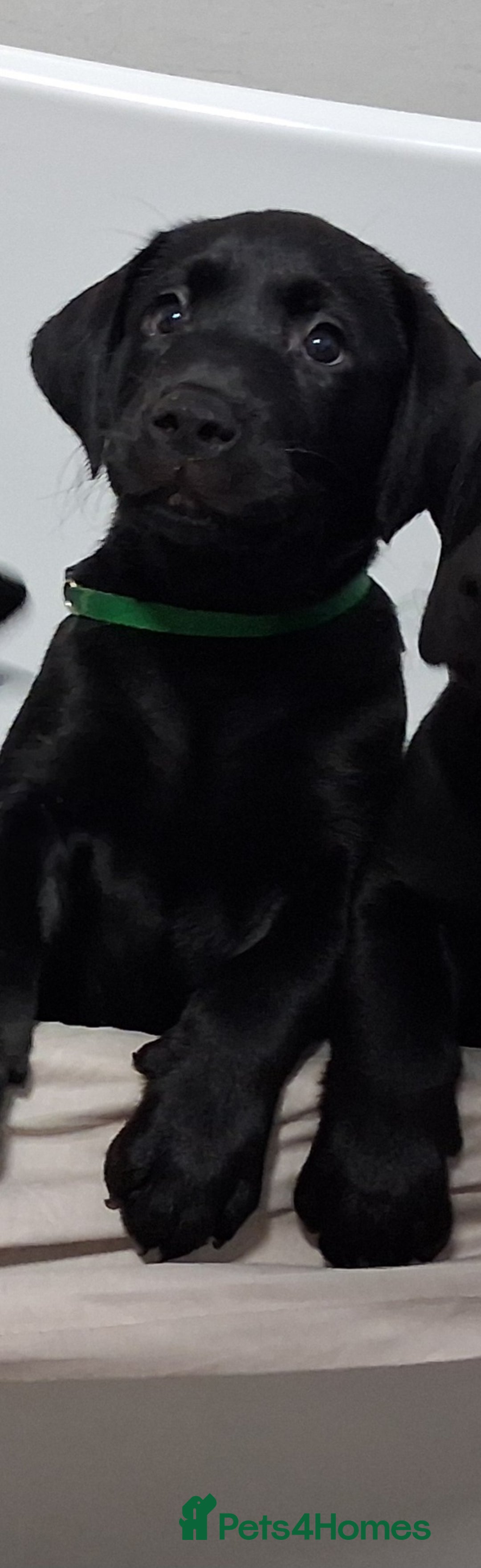 Labrador Retriever dogs for sale: Excellent KC Registered working Black Lab pups  - Image 23