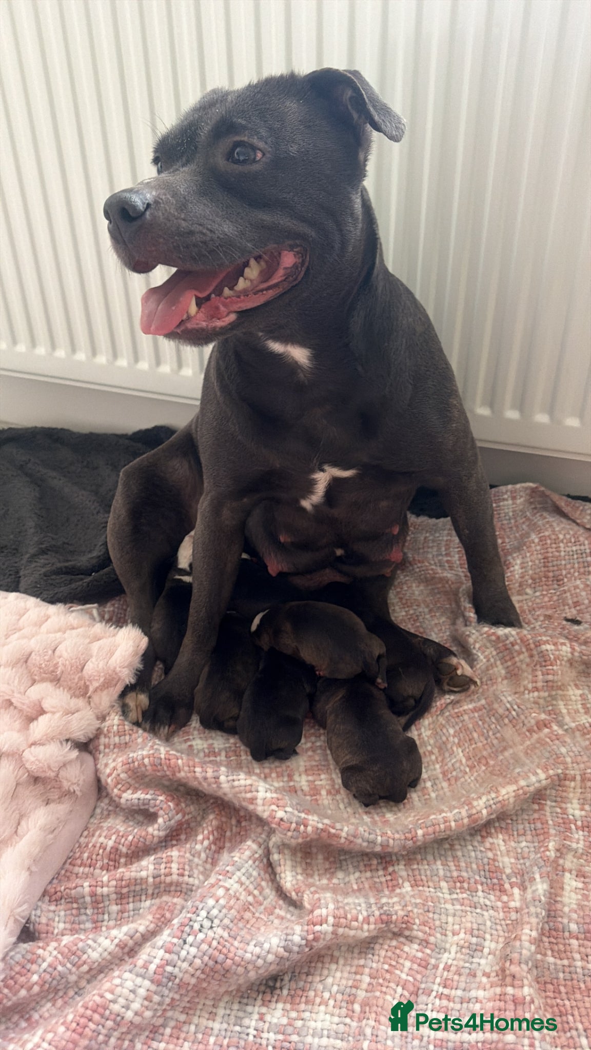 Staffordshire Bull Terrier dogs Beautiful Staffy Puppies Ready Soon – Home Raised - Advert 2