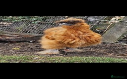 Chickens poultry for sale: Silkie hens. Must go together. Four in total.  - Image 2