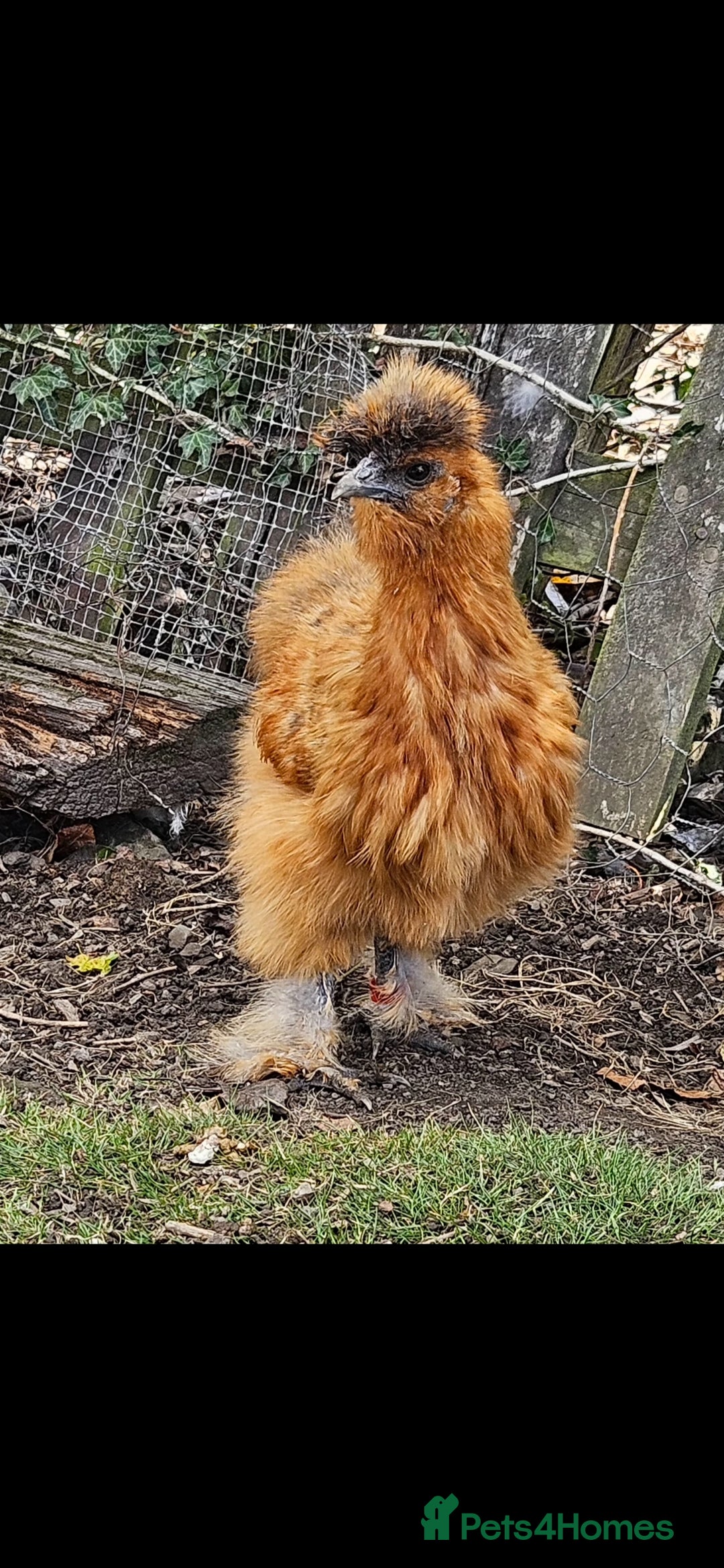 Chickens poultry for sale: Silkie hens. Must go together. Four in total.  - Image 2