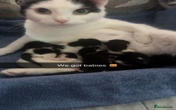Mixed Breed cats for sale: Unexpected litter  - Image 7