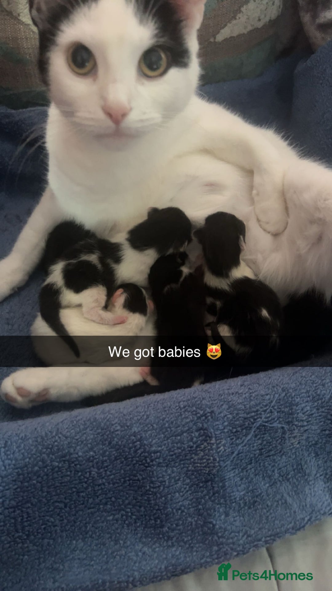 Mixed Breed cats for sale: Unexpected litter  - Image 7