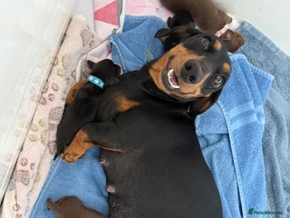 Miniature Dachshund dogs for sale: Miniature Dachshund Puppy - Advert 1