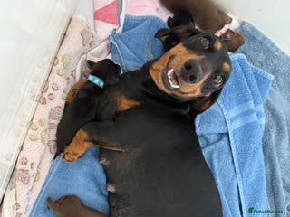 Miniature Dachshund dogs Miniature Dachshund Puppy - Advert 10