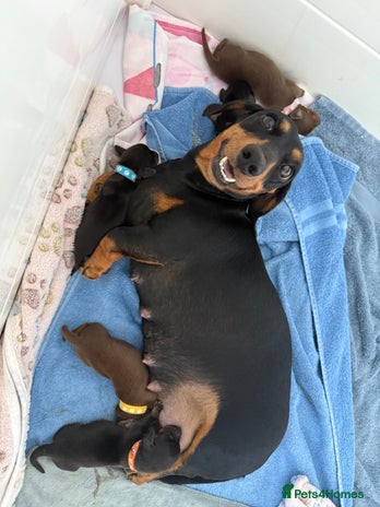 Miniature Dachshund dogs Miniature Dachshund Puppy - Advert 1