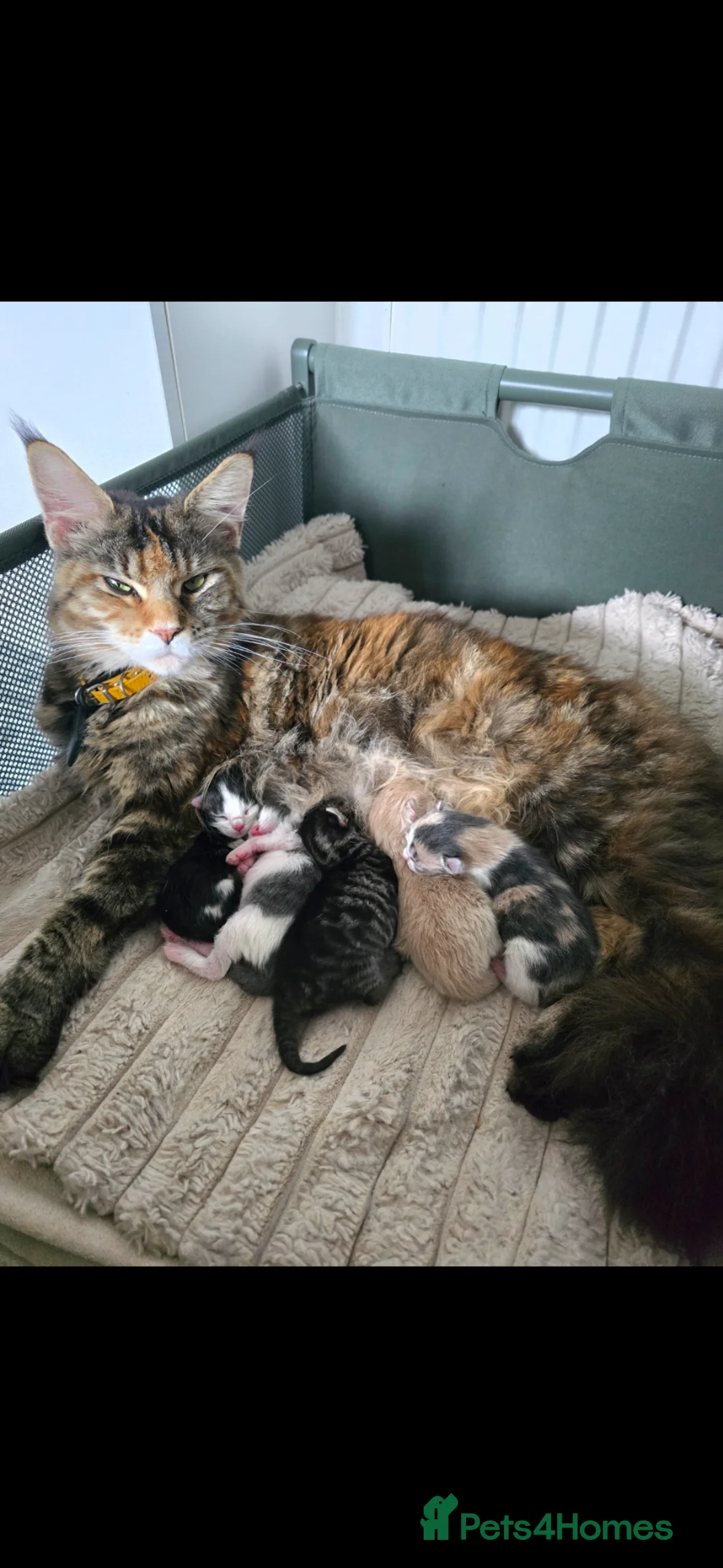 Maine Coon cats for sale: Maine Coon X Scottish Fold - Advert 2