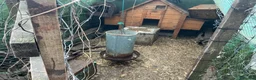 Chickens poultry for sale: Chickens and omlet coups feeders joblot  - Advert 6