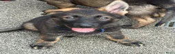 German Shepherd dogs for sale: Exceptional KC Reg Czech Working Line GSD Puppies - Advert 12