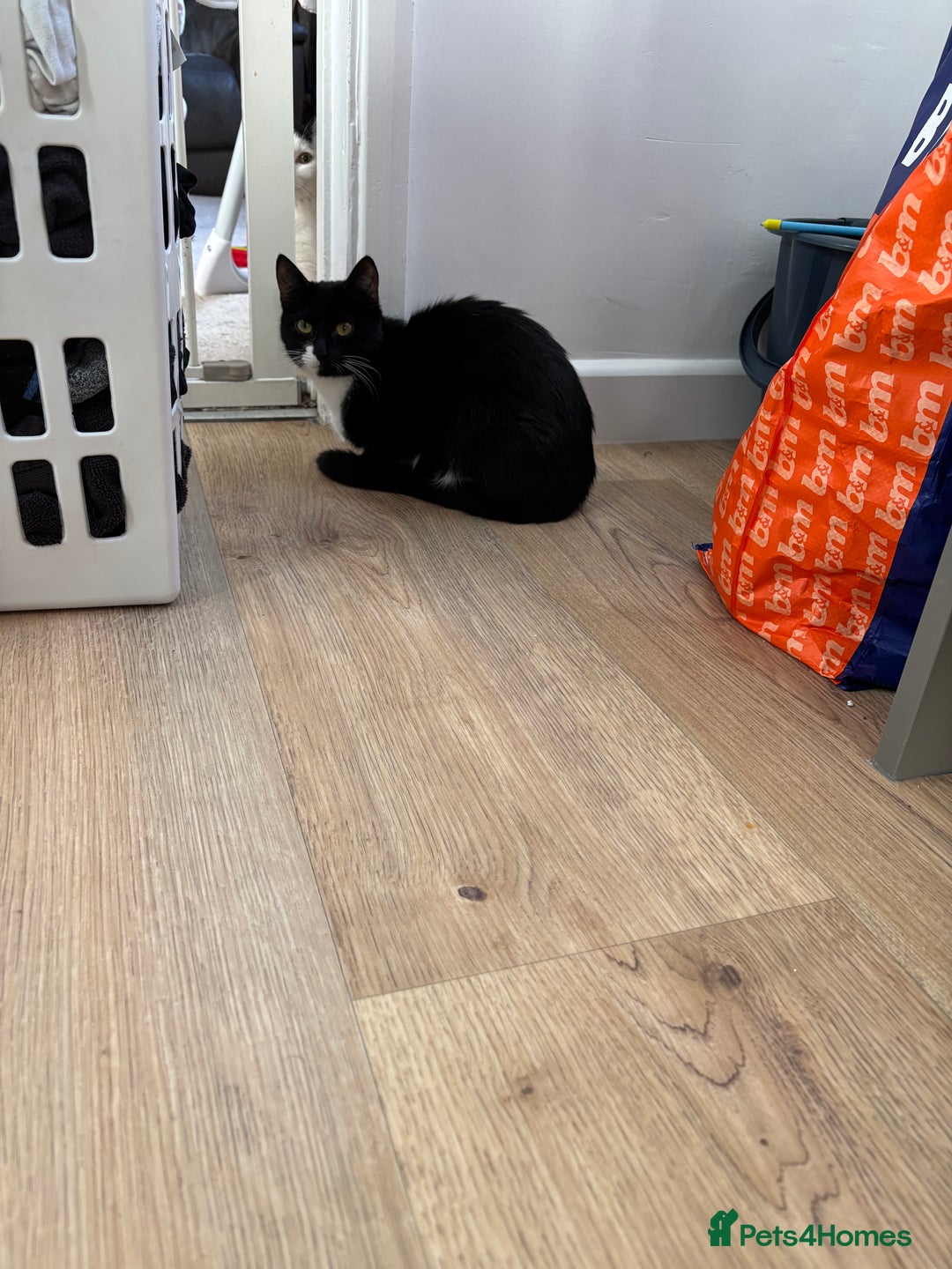 Mixed Breed cats for sale: Female kitten ready from Sunday  - Image 7