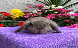 Mini Lop rabbits for sale: Gorgeous Baby Mini Lop Boy Ready Now - Image 4