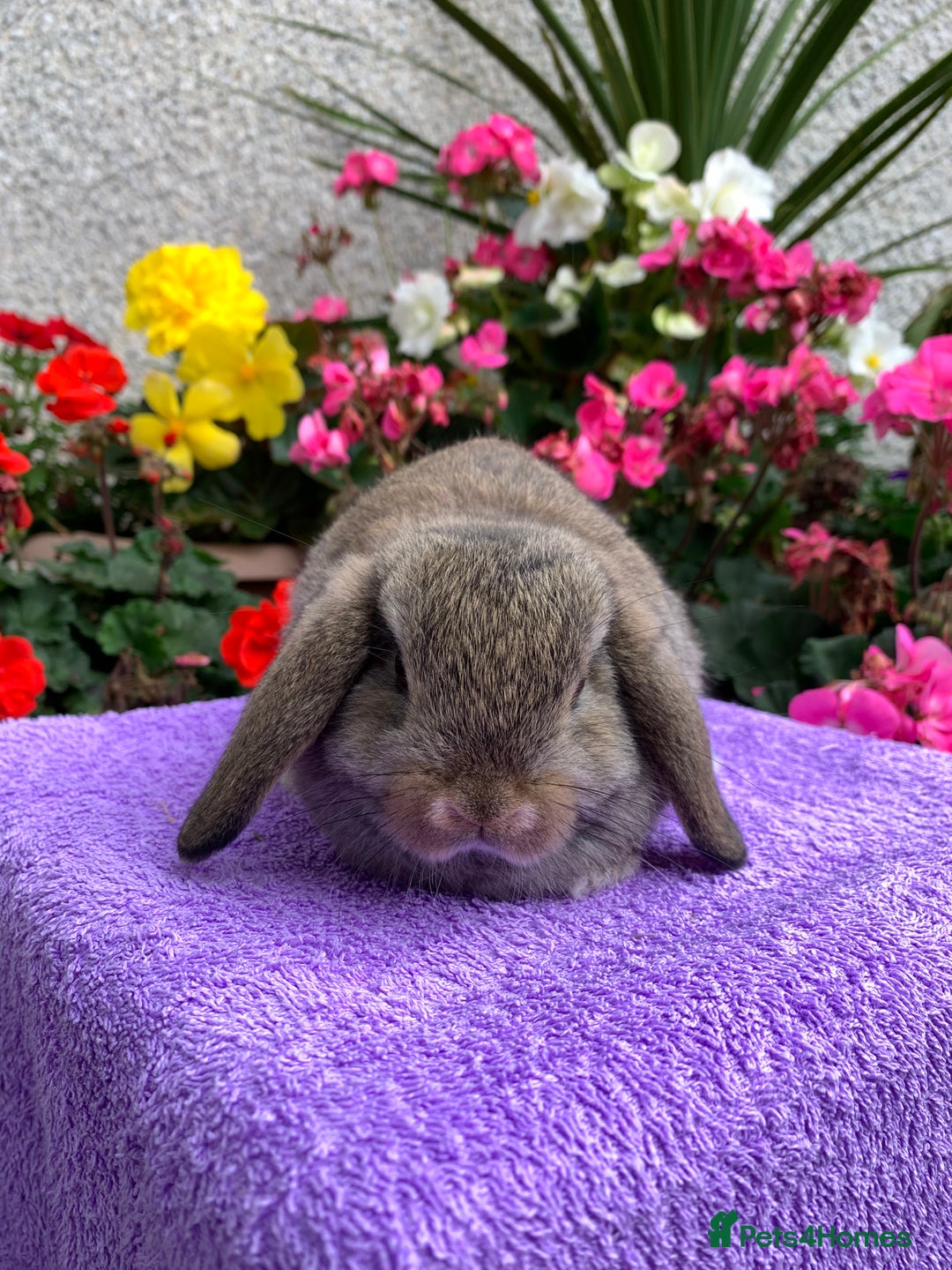 Mini Lop rabbits for sale: Gorgeous Baby Mini Lop Boy Ready Now - Image 4