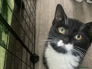 Mixed Breed cats Beautiful black and white kittens - Advert 1