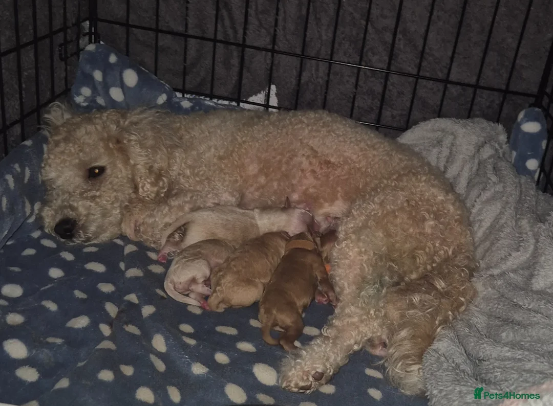 Poochon dogs for sale: Poochon in Liverpool - Advert 8