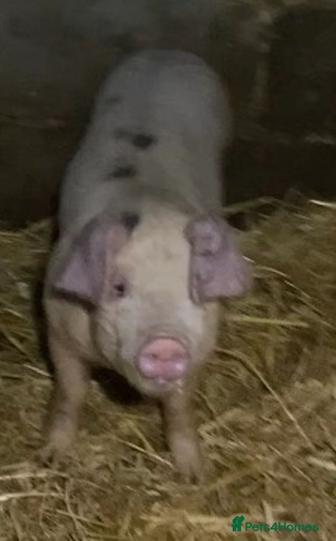 Pig livestock for sale: Gloucestershire Old Spot growing weaners  - Advert 4