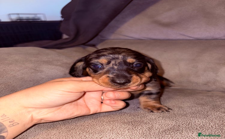 Miniature Dachshund dogs - Advert 5