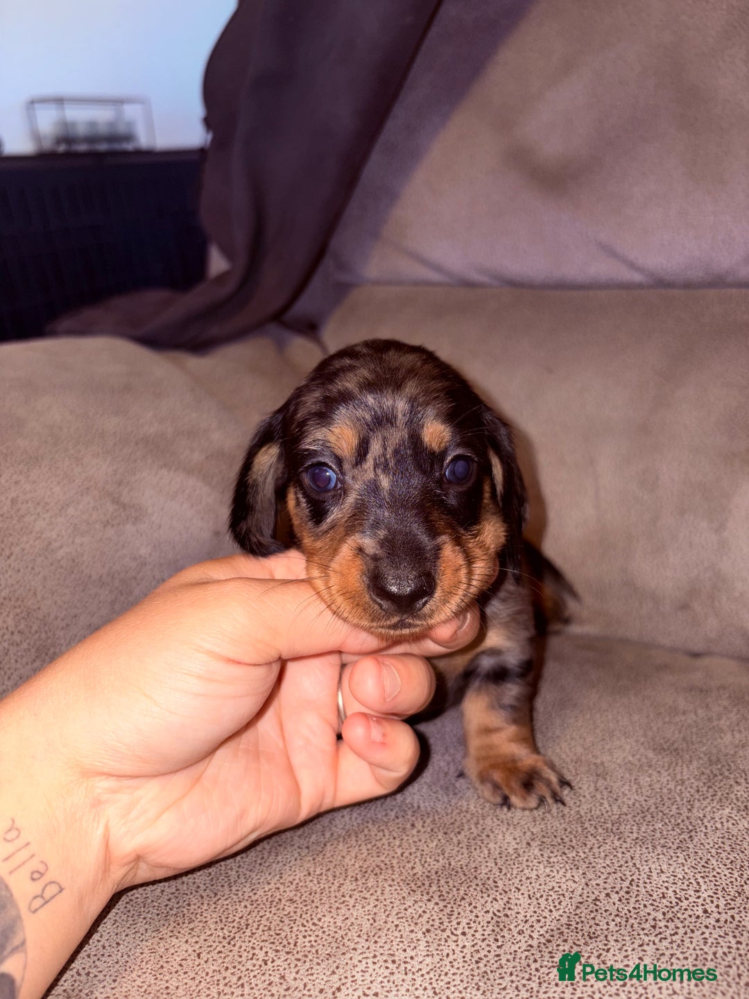 Miniature Dachshund dogs for sale: Miniature dachshund (long haired & short hair) - Image 1